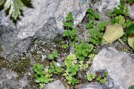 Image result for Anogramma leptophylla