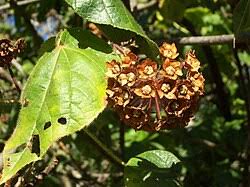 Image result for Dombeya shupangae
