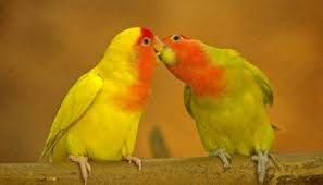 Kissing Bird Free Download Beautiful Lovebird Hd Wallpaper Desktop Background Pictures Digital Art Photography Wildlife Photography