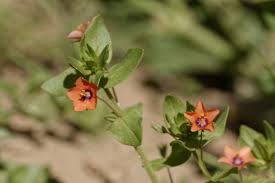 Image result for Lysimachia arvensis