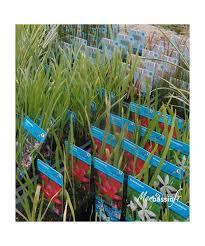 Maybe you would like to learn more about one of these? Plantes Aquatiques Bassin Pas Cher