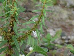 Image result for Ammannia baccifera