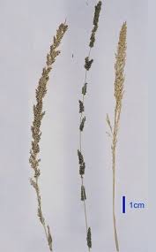 Image result for Sporobolus africanus