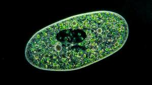 Plant cell nuclear envelope ribosome (attached) ribosome (free) smooth endoplasmic reticulum nucleus rough endoplasmic reticulum. Fundamental Concepts Of Cell Biology Create Webquest