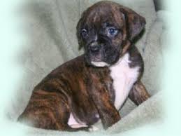 These playful, bouncing boxer puppies are intelligent & friendly. Boxer Puppies For Sale In Missouri Petswall