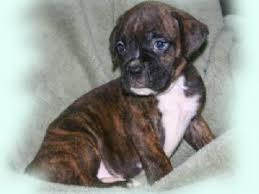 I have had him for a month. Boxer Puppies In Missouri