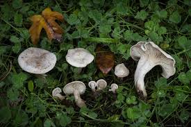 Image result for Clitocybe multiceps