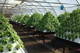 Gardening Tip To Use 80 Less Water Grow Food 30 Faster Aquaponics Greenhouse Aquaponics Hydroponics