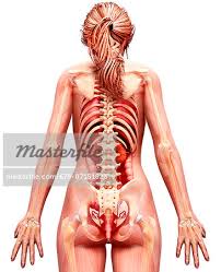 Every healthy human body has two kidneys, the left and the right. Body Anatomy Back Anatomy Drawing Diagram