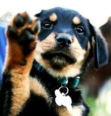 Black And Tan Golden Retriever Labrador Cross Rottweiler Golden Retriever Mix Puppies Cute Dogs Gallery Golden Retriever Mix Puppies Rottweiler Mix Golden Retriever Rottweiler Mix