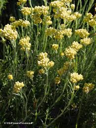 Image result for Helichrysum chasei