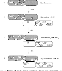 Camel breeds and camel raising practices in pakistan have been adequately discussed. Pdf Enzymatic Function Of Nitric Oxide Synthases Semantic Scholar