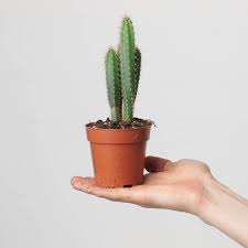 Image result for Cereus jamacaru