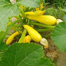 Check spelling or type a new query. Golden Zucchini Summer Squash Seeds Terroir Seeds