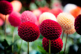 < sports & outdoor gear. Dahlia Ping Pong Photograph By Paul Slebodnick