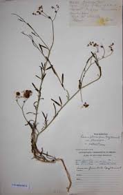 Image result for Limeum