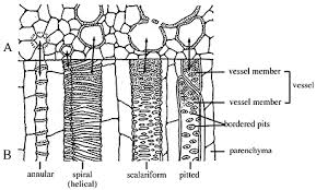 We did not find results for: Lab I Plant Structure 1