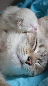 Mother S Love Pinterest