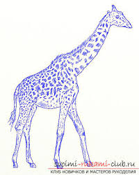 Coloringanddrawings.com provides you with the opportunity to color or print your pencil giraffe drawing online for free. Step By Step Drawing Of A Graceful Giraffe With A Pencil