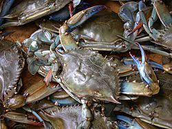 So it's halal, even sharks and octupuses are halal. Unclean Animal Wikipedia