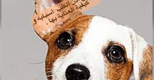 نباح الكلاب ليلا و ارتفاع أذنها و كيفية التخلص منه و معلومات أخرى dogs