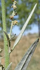Image result for Chenopodium