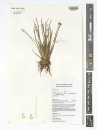 Image result for Schoenoplectiella senegalensis