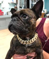 Roper family farm is located in ellicott colorado a small town south of calhan colorado. Florida Bulldog Models Some Serious Bling Plus 59 More Adorable Jewelry Store Mascots