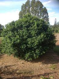 Maybe you would like to learn more about one of these? Murraya Hedges Plants Trees 2018 Growers Guide
