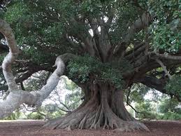 Image result for Ficus obliqua