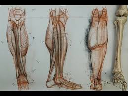 Click now to learn more about the bones, muscles, and soft tissues of these regions at kenhub! Anatomy For Artists The Lower Leg Muscles Youtube