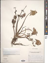 Image result for Limnophyton obtusifolium