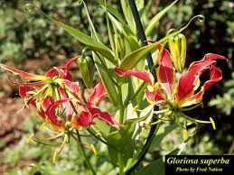 Image result for Gloriosa superba