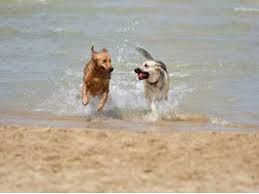 Find the best hospital around union city,pa and get detailed driving directions with road conditions, live traffic updates, and reviews of local business along the way. Hot Weather Pet Safety Summer Safety Tips For Dogs Cats