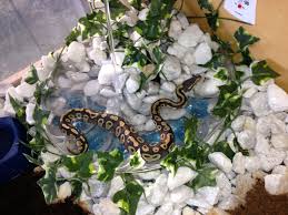 Pool Time Ball Python Pool Time Mojave