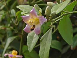 Image result for Lagunaria