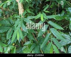 Image result for Olyra latifolia
