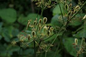 Image result for Afroligusticum