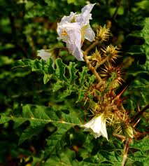 Image result for Solanum sisymbriifolium