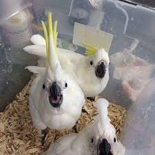 Bird Eggs For Sale Online Botan Birds Farm Marvelous Birds In 2020 Cockatoo Macaw Blue Gold Macaw