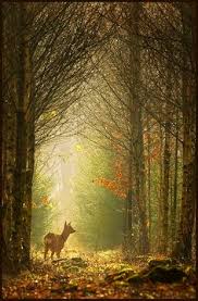 This collection of beautiful and breathtaking photos is free for personal and commercial use. 150 Deep Forest Ideas Art Deep Forest Landscape Paintings