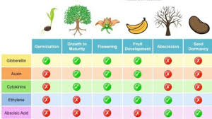 That increase hydrolysis of starch, fructans. Microbiology Mycology Phycology Lichenology And Plant Pathology Plant S Hormones Five Major Types Of Plant Hormones Auxin Gibberellin Cytokinin Ethylene And Abscisic Acid Functions Of Auxins Promote Flowering