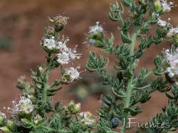 Image result for Cressa cretica