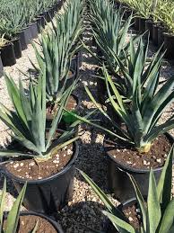 Image result for Agave sisalana