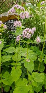 Image result for Valeriana