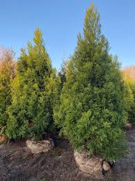 Image result for Cryptomeria