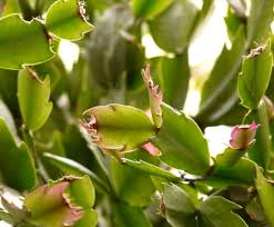 In this video professor delprince discusses a few plants that. Schlumbergera Christmas Cactus Caring For This Pink Flowering Succulent