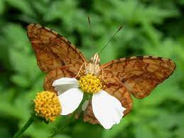Symbrenthia Lilaea Insectos Mariposas Bellas Mariposas