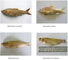 Biasanya jenis ikan hias akuarium merupakan ikan ramah lingkungan yang hidupnya di air tawar dimana tujuan dari pemeliharaan ikan ini sebagai hiasan atau memperindah ruang dan bukan untuk. Iucn Red List 31 Jenis Satwa Punah Dan Semua Lumba Lumba Air Tawar Terancam Punah Mongabay Co Id