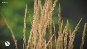 Should bloom pink or white later in the season! Best Practices For Growing Ornamental Grass In The Fall Kcentv Com